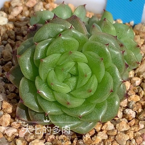 香特B韩麦大七的多肉一物一拍