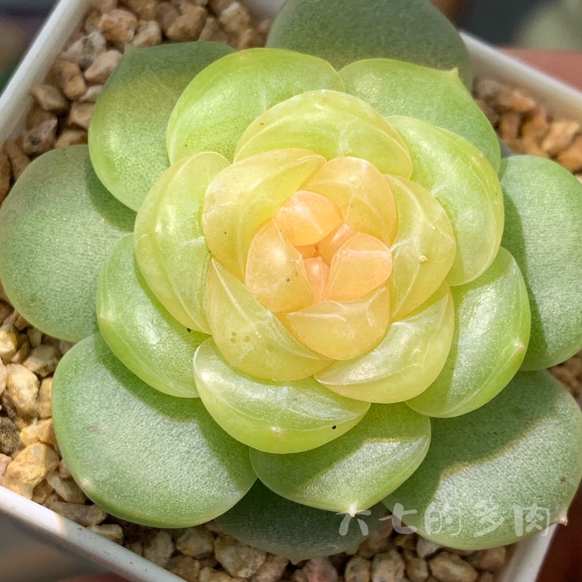 满月一物一拍大七的多肉