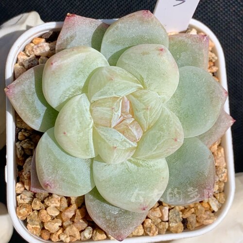 白泽大七的多肉一物一拍