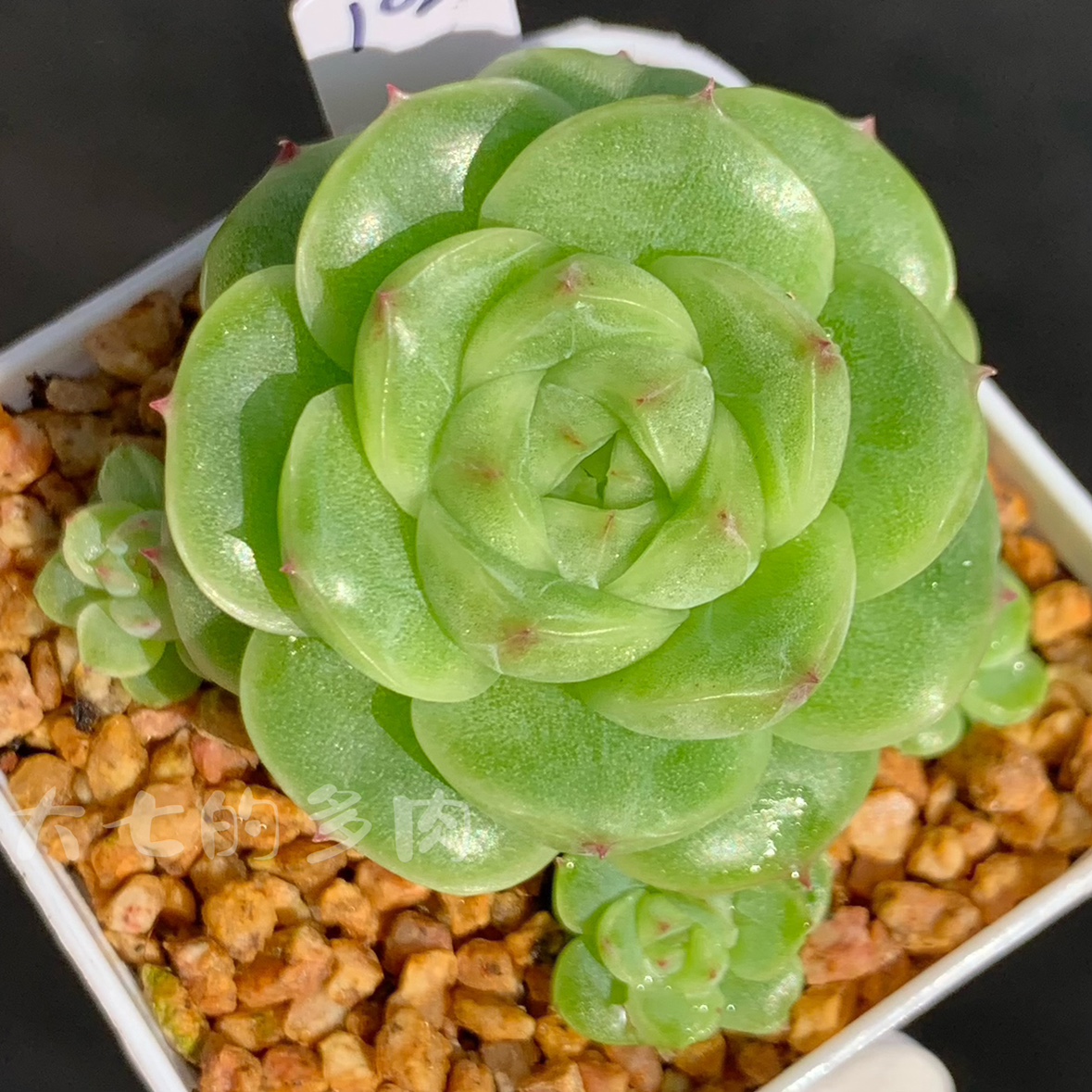 蜜蜡麦秆 一颗繁殖 粉白玉底包子 多肉植物 一物一拍 大七的多肉