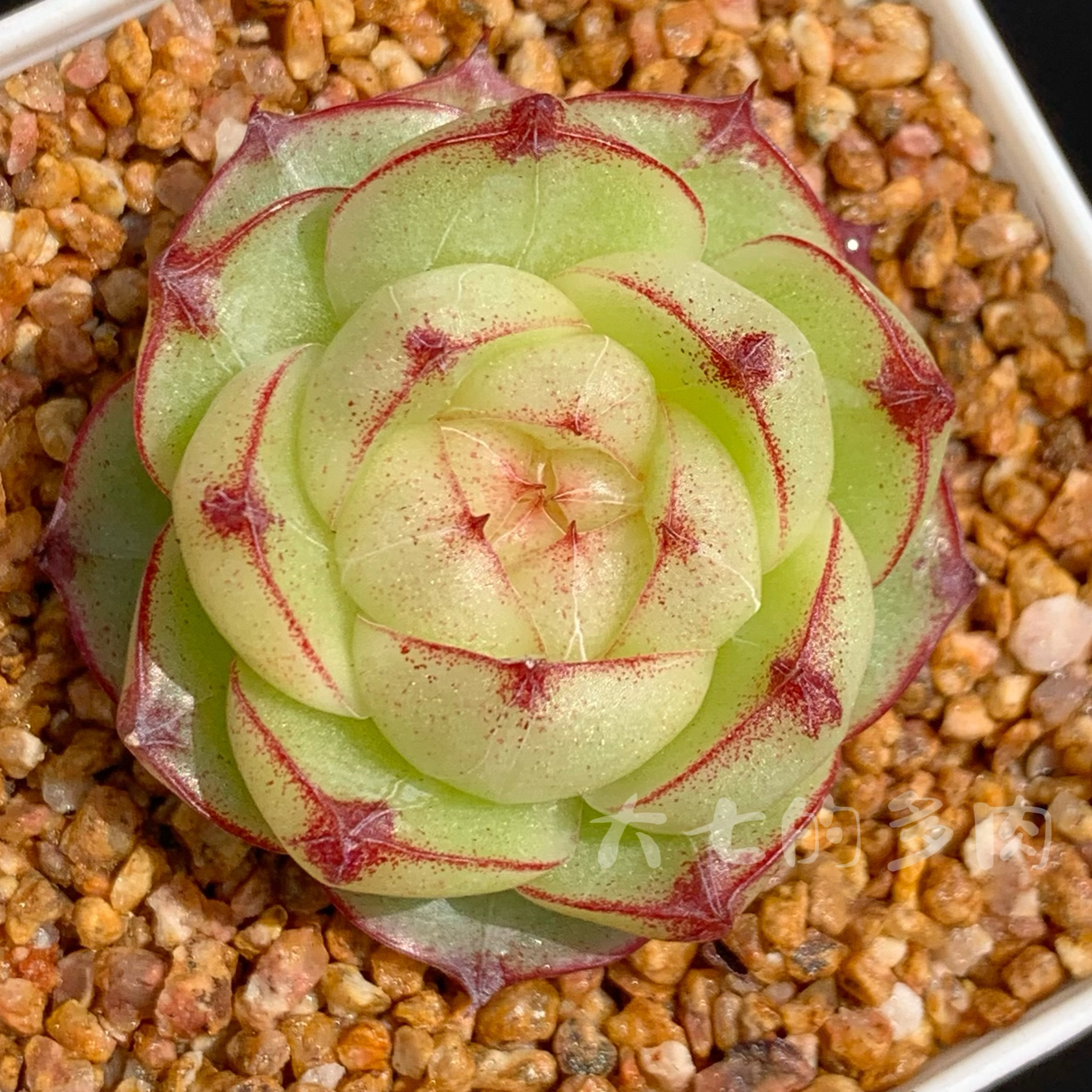 灵宝珍妮 一物一拍 大七的多肉 多肉植物,鲜花速递/花卉仿真/绿植园艺,多肉植物,淘宝优惠券,粉丝福利购,淘宝优惠卷