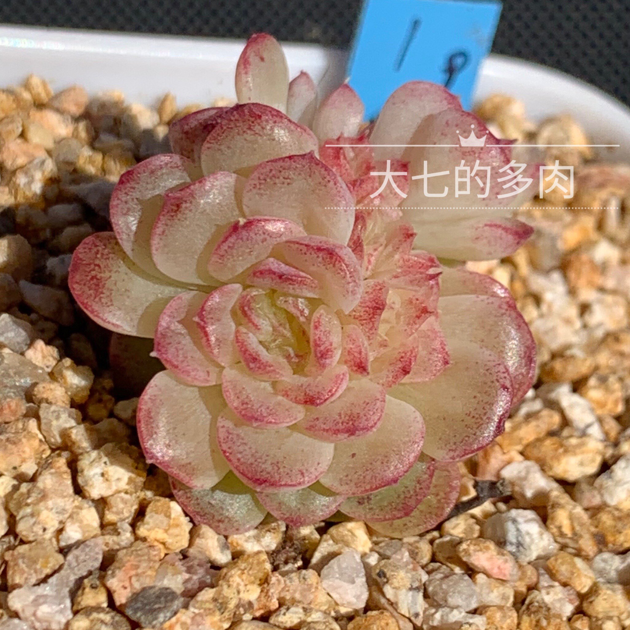 珊瑚树 麦秆 优选白透体蝴蝶叶 多肉植物 一物一拍 大七的多肉