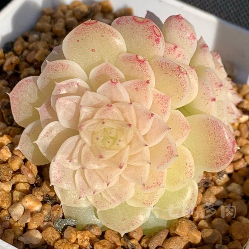 麦秆2多个体大七的多肉一物一拍