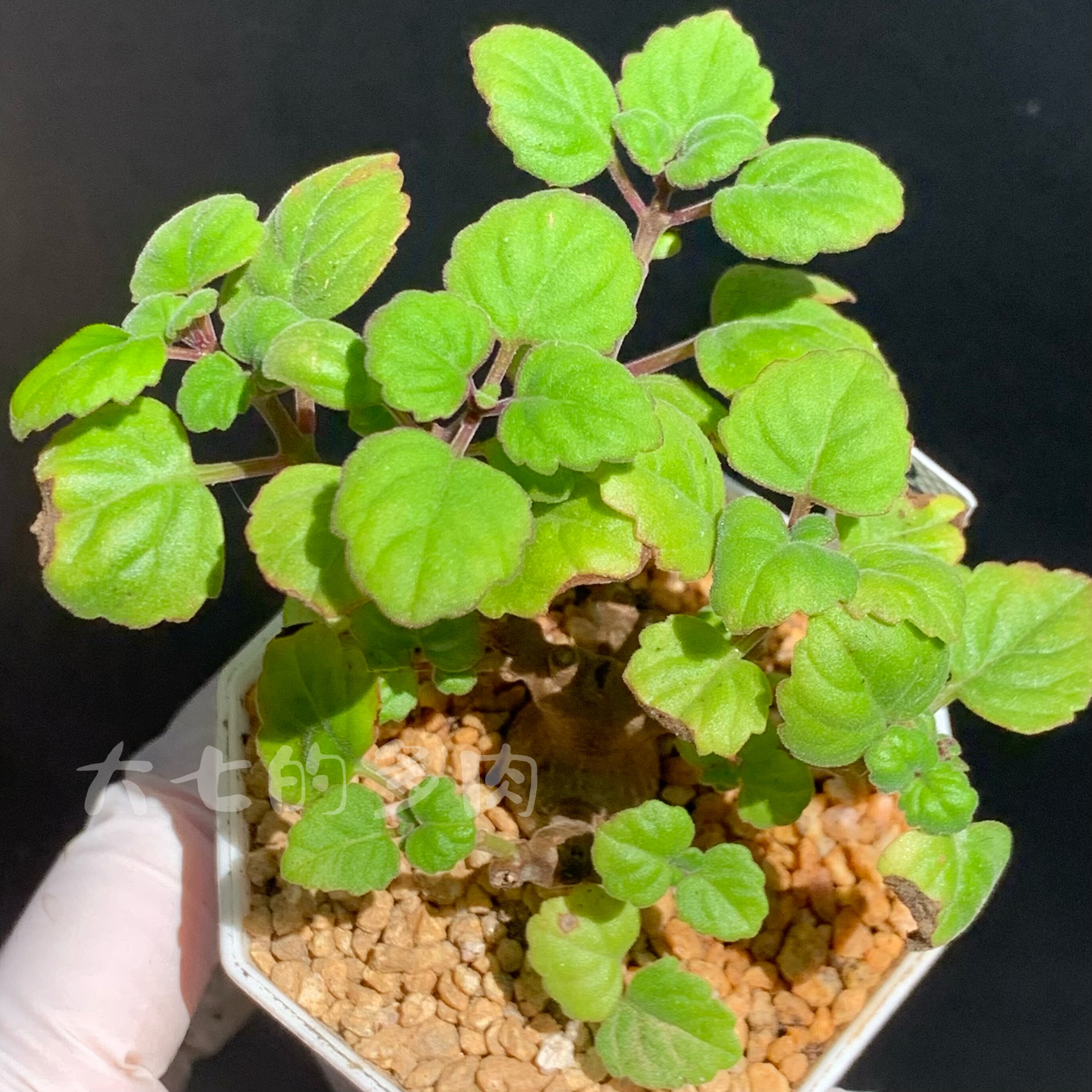 爱氏延命草 块根植物 带盆土发 一物一拍 大七的多肉