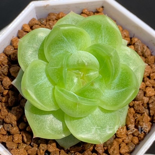 清允珍妮 佳美花轩 清透底灯泡心 多肉植物 一物一拍 大七的多肉