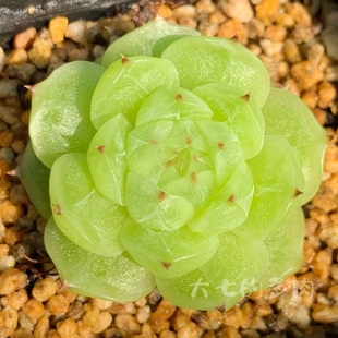 大七 鲤想白体霞光 一物一拍 多肉植物 多肉 一颗繁殖