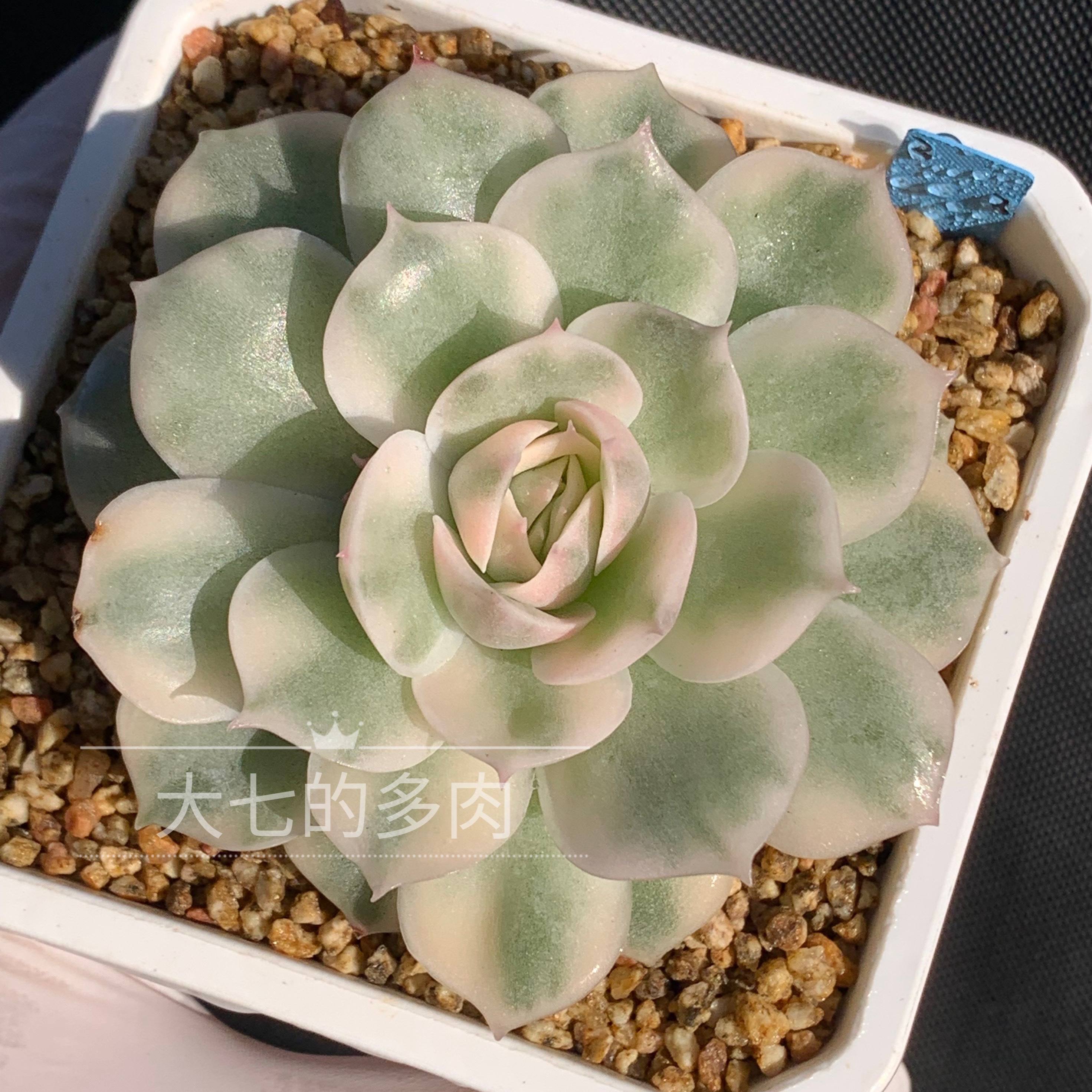 昂斯诺锦大七的多肉一物一拍