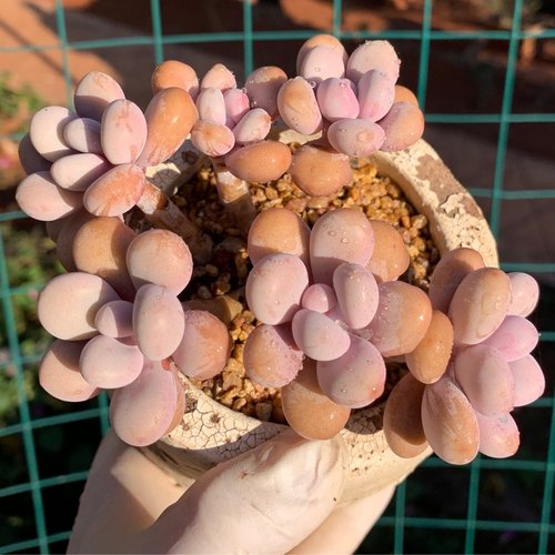 桃蛋大七的多肉一物一拍