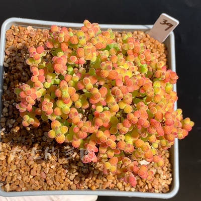 金桔2一物一拍大七的多肉