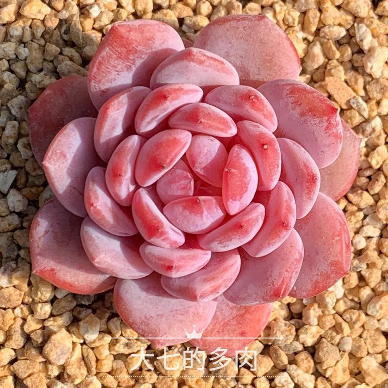 玉芙蓉/星星橙 正版 精控成品 多肉植物 一物一拍 大七的多肉,鲜花速递/花卉仿真/绿植园艺,多肉植物,淘宝优惠券,粉丝福利购,淘宝优惠卷