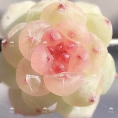 甜心T1大七的多肉一物一拍