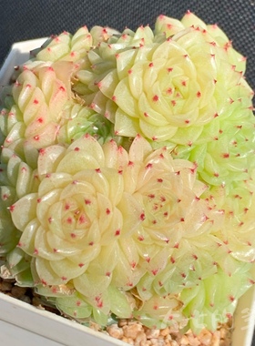 花朵麦秆 白底爱群生 优选定向  多肉植物 一物一拍 大七的多肉