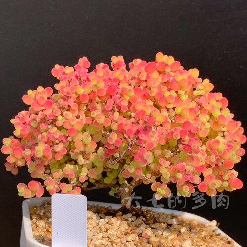 蜜橘2枝干番杏一物一拍大七多肉