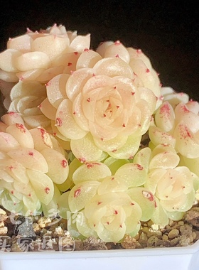 麦秆A120f 超美 奶白秃子母猪 多肉植物 一物一拍 大七的多肉植物