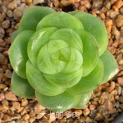 麦秆A-09大七的多肉一物一拍