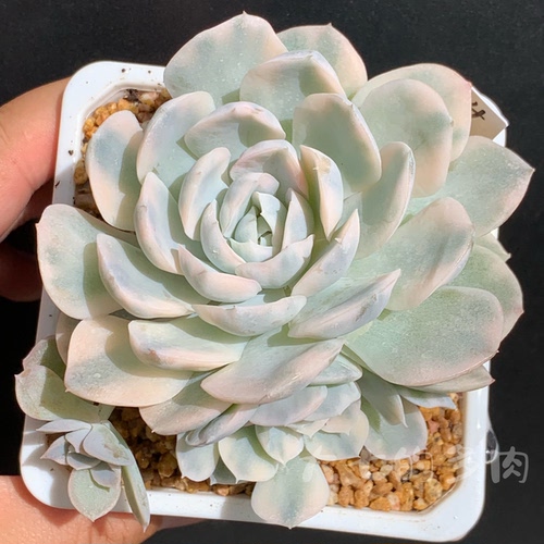 雪球锦一物一拍大七的多肉