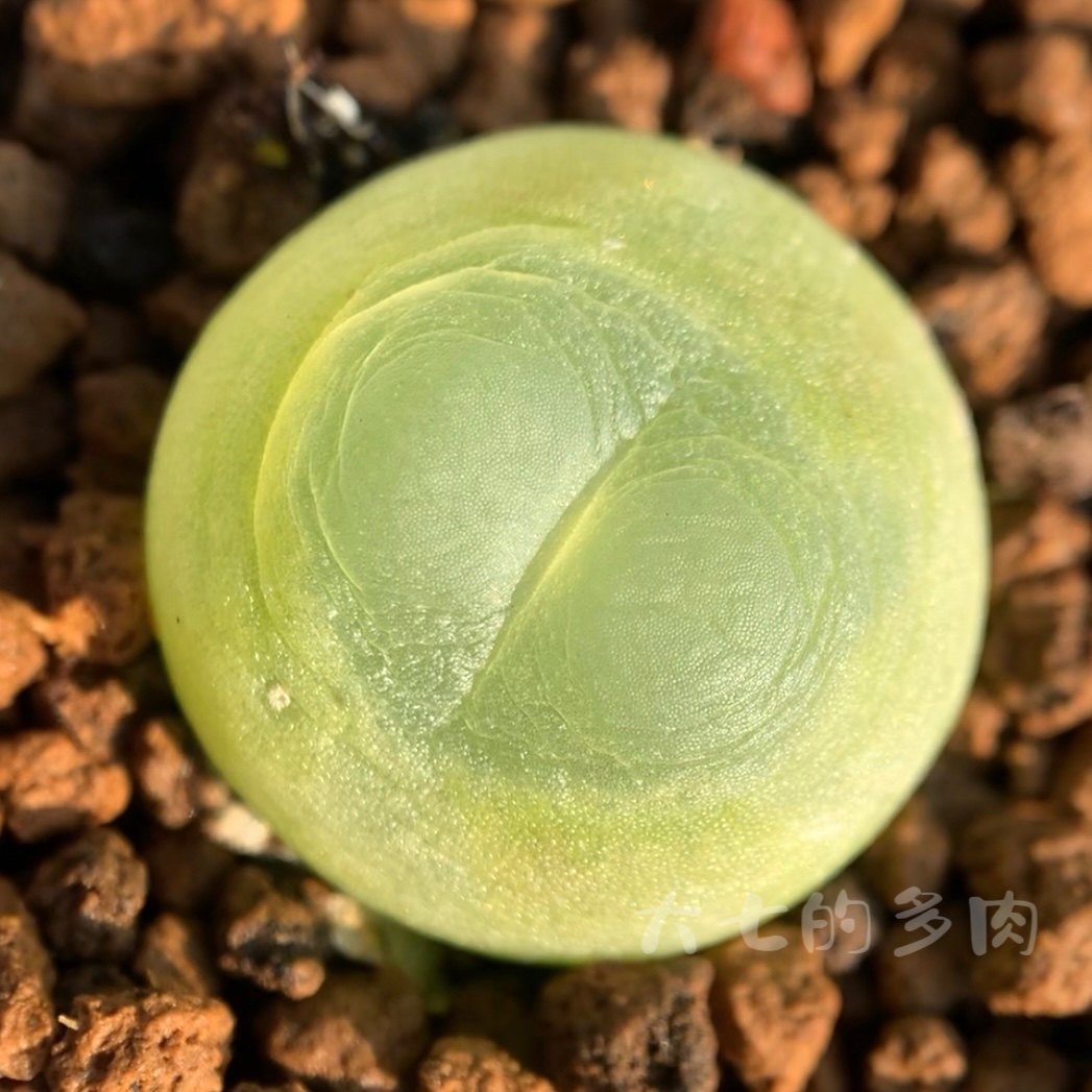 拉登 肉锥Sh1200   多肉植物 大七的多肉 一物一拍,鲜花速递/花卉仿真/绿植园艺,多肉植物,淘宝优惠券,粉丝福利购,淘宝优惠卷