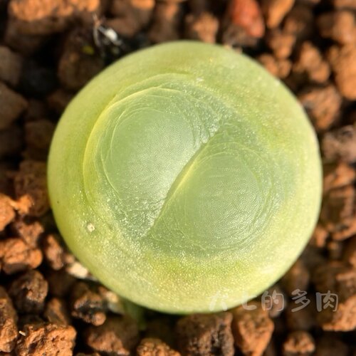 拉登肉锥大七的多肉一物一拍