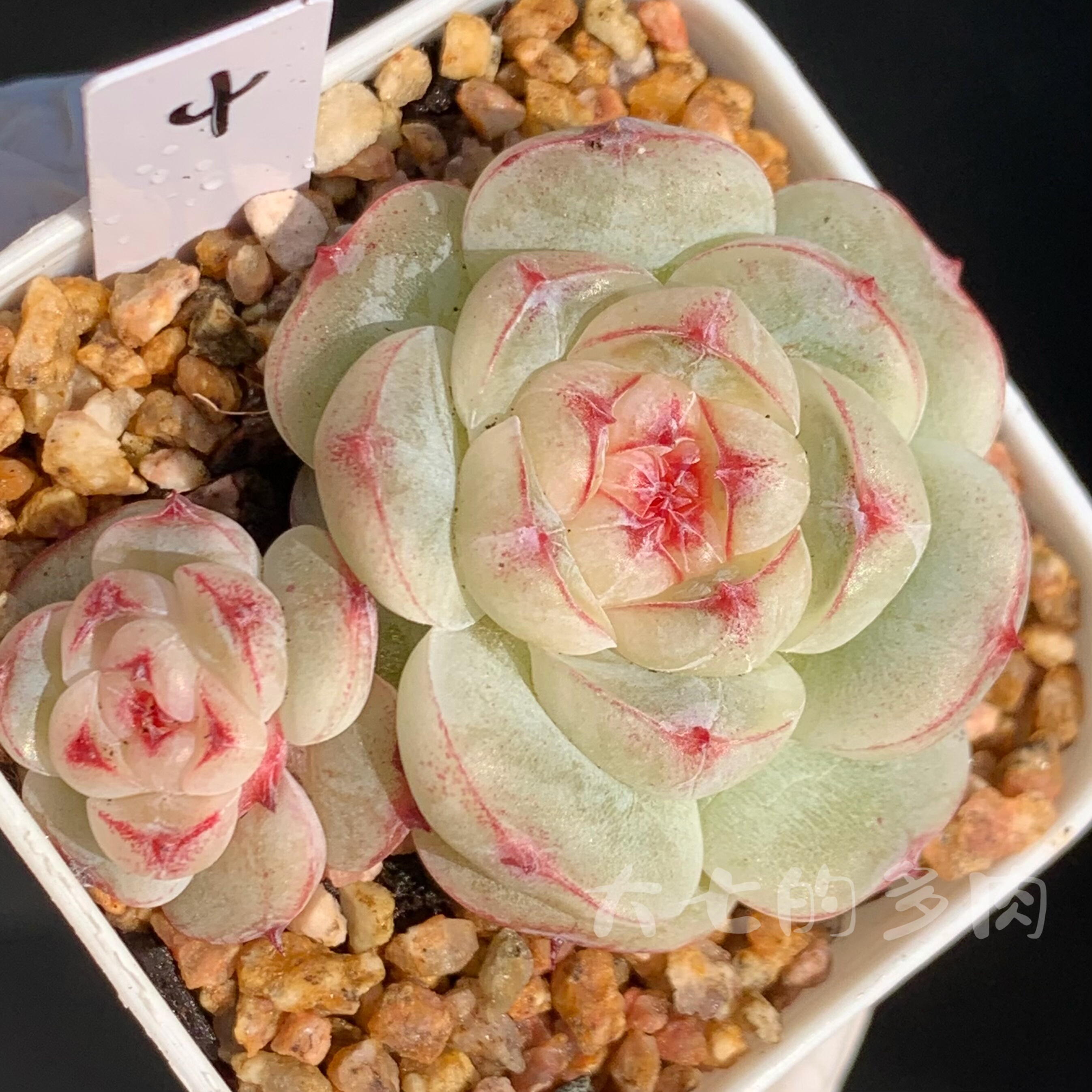 桃酥 一物一拍 大七的多肉 多肉植物,鲜花速递/花卉仿真/绿植园艺,多肉植物,淘宝优惠券,粉丝福利购,淘宝优惠卷