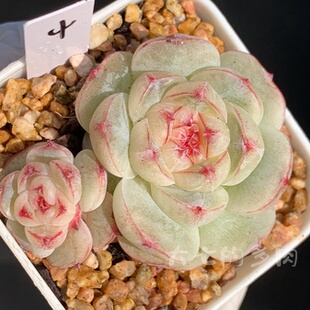 桃酥 一物一拍 大七的多肉 多肉植物