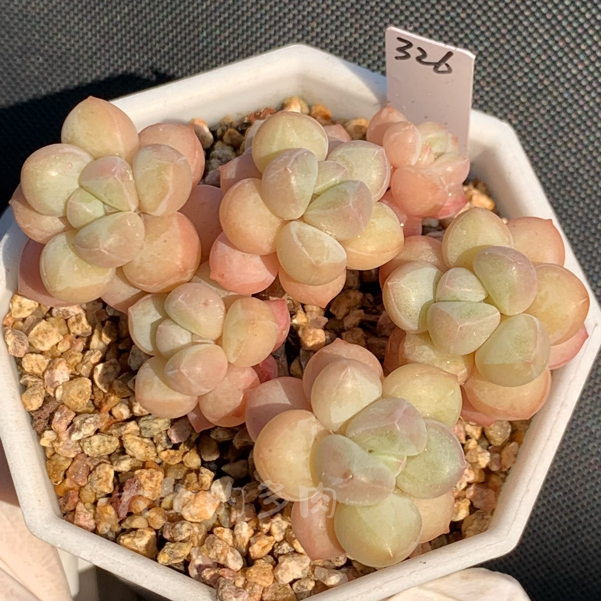 泡泡糖大七的多肉一物一拍