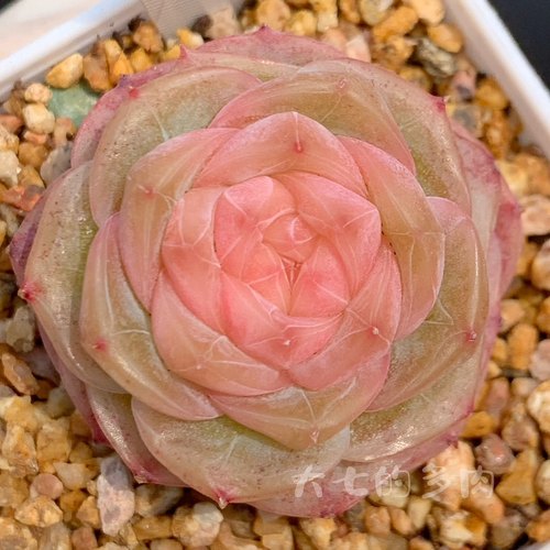 萤石珍妮大七的多肉一物一拍