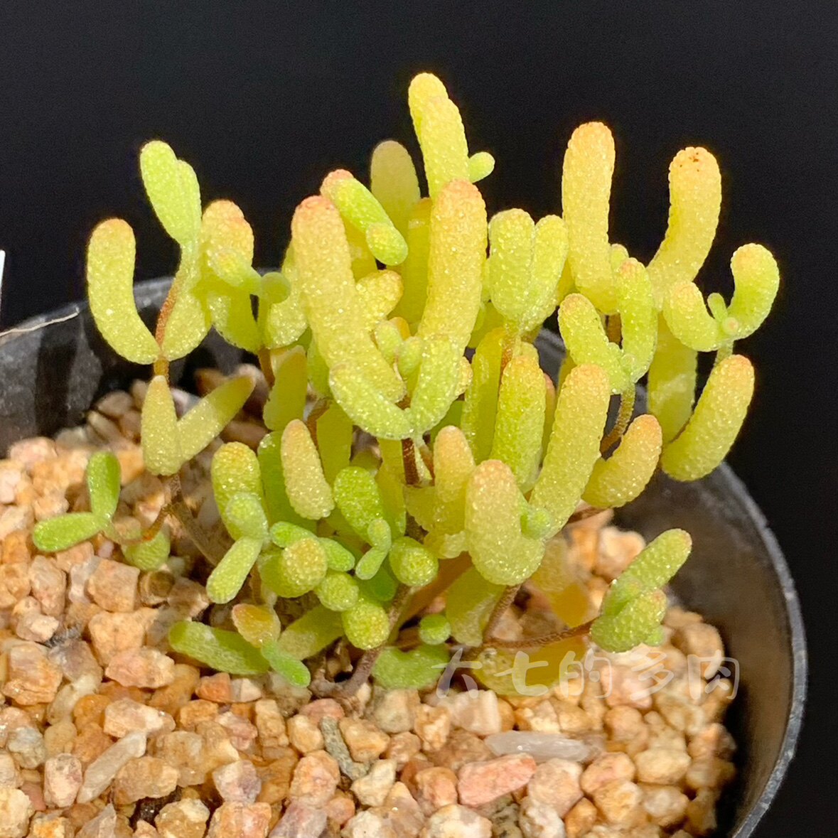 糖球黄化锦 枝干番杏 多肉植物 一物一拍 大七的多肉