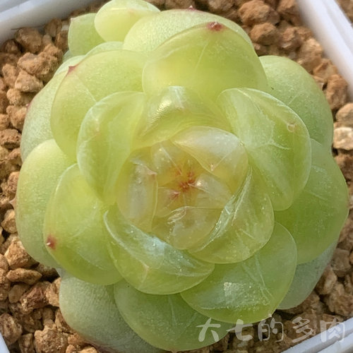 鲤想清梦一物一拍大七的多肉