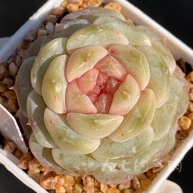 糖心优选y1010 一物一拍 大七的多肉 多肉植物