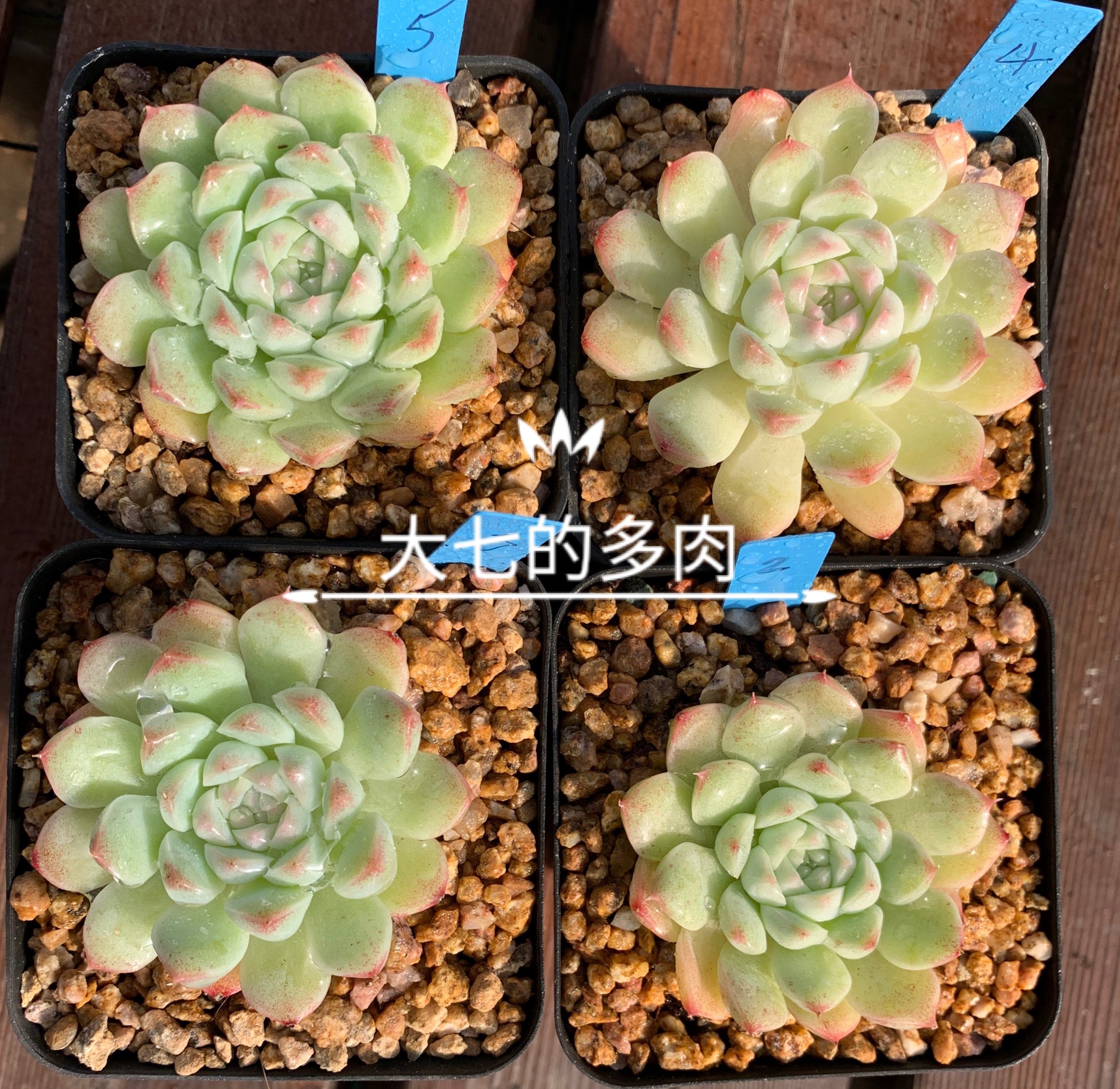 阿尔巴美妮 单头群生 精养 多肉植物 一物一拍 大七的多肉