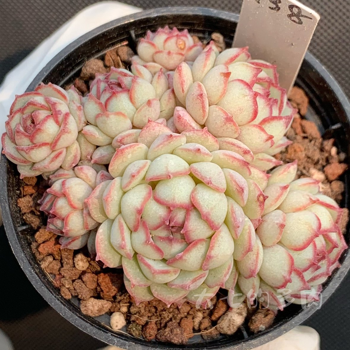 小红船 小红衣杂船长 群生 一物一拍 多肉植物 大七的多肉