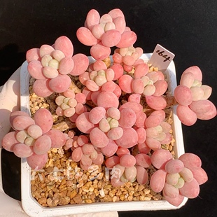 鱼子酱 精控小老桩群 可爱果冻色 多肉植物 一物一拍 大七的多肉