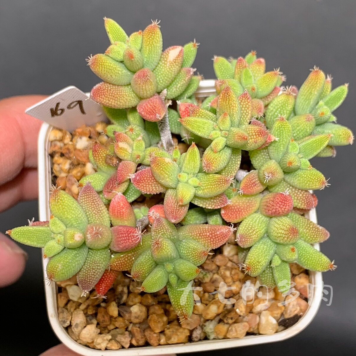 玉米 枝干番杏 提根小老桩 多肉植物 一物一拍 大七的多肉