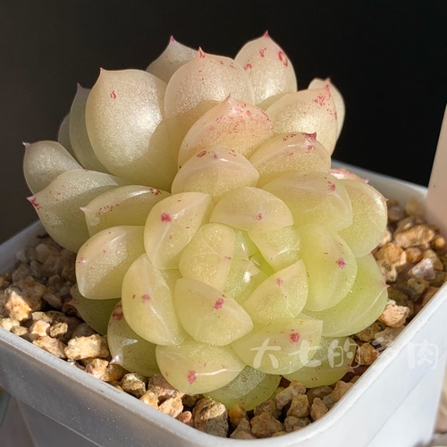 白桃麦秆一物一拍大七的多肉