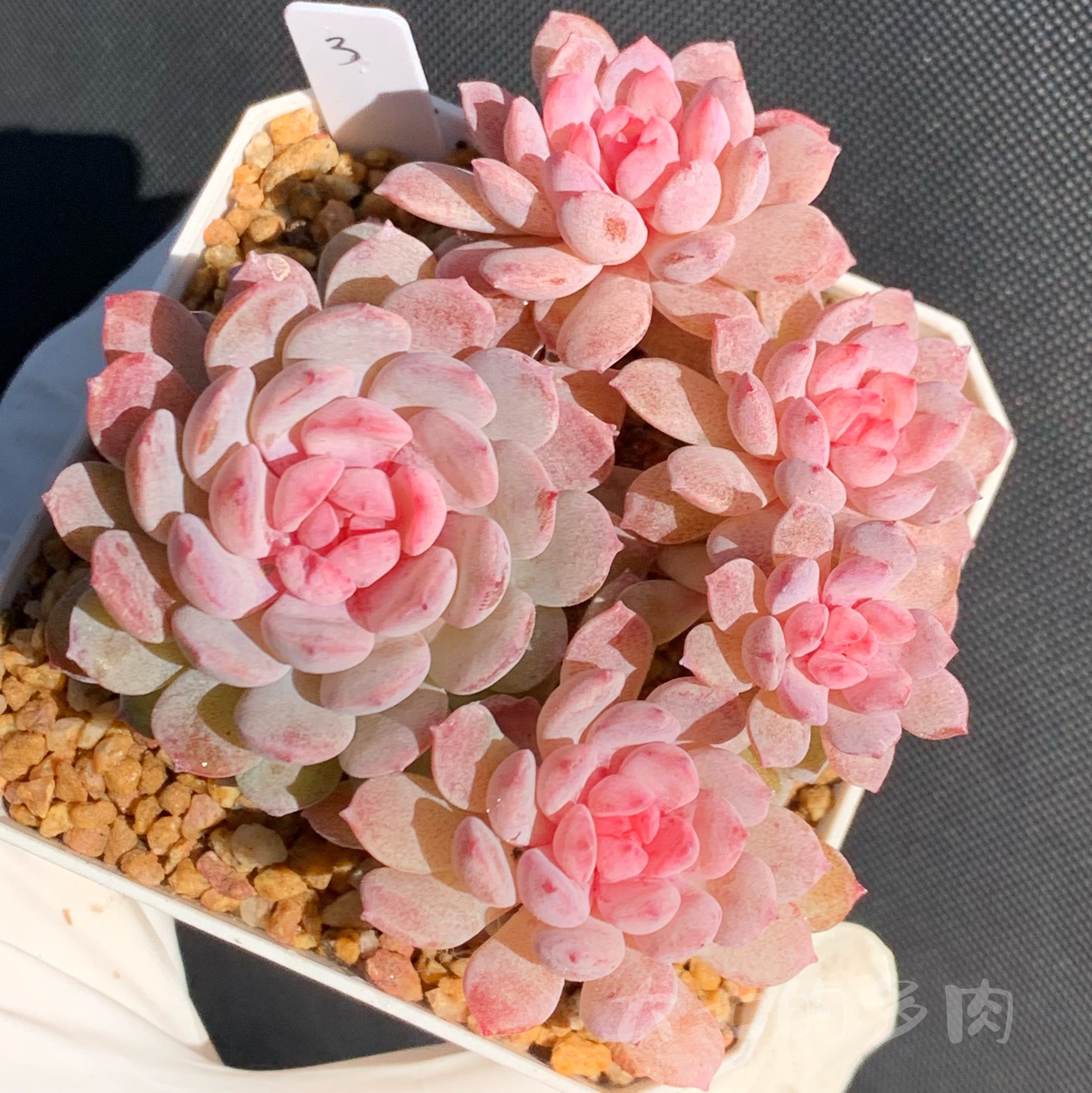 鲁宾 糖心 状态株 多肉植物 一物一拍 大七的多肉