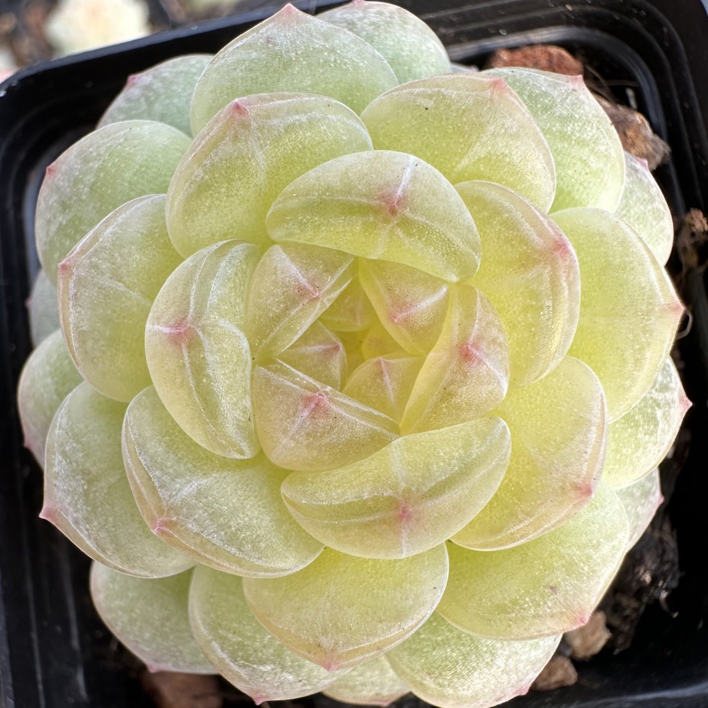 清浅一物一拍大七的多肉