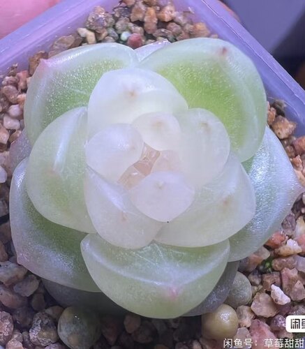 梦纱一物一拍大七的多肉