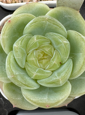 y123珍妮 胖圆叶 糯叽叽黄珍妮心 一物一拍 大七的多肉 多肉植物