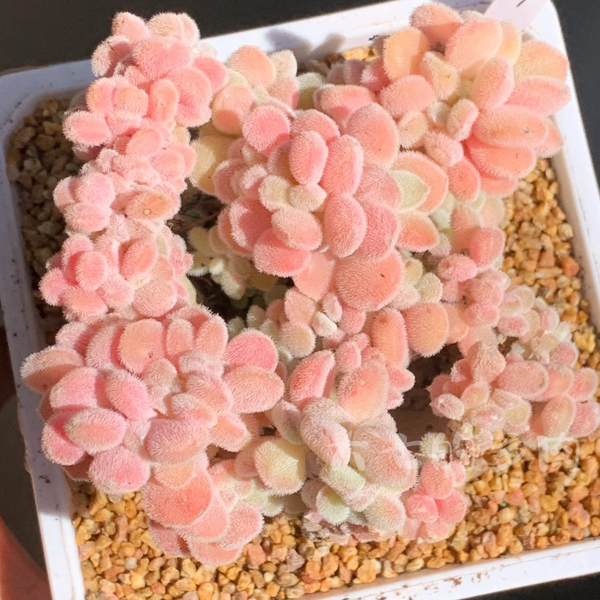 雪晃星缀化 毛茸茸 多肉植物 一物一拍 大七的多肉,鲜花速递/花卉仿真/绿植园艺,多肉植物,淘宝优惠券,粉丝福利购,淘宝优惠卷