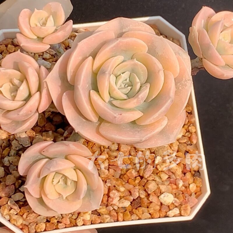 鲁氏锦 精养覆轮锦非药锦 多肉植物 一物一拍 大七的多肉
