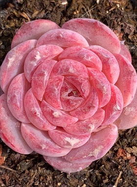 麦秆 女王糖心等混合 特惠链接3 多肉植物一物一拍 大七的多肉