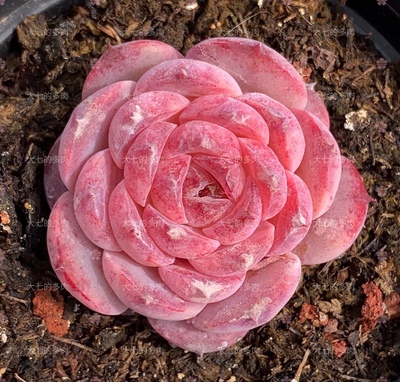 麦秆糖心混合一物一拍大七的多肉