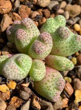 955D斑马 年份5-6年 肉锥 草莓斑马 一物一拍 大七的多肉