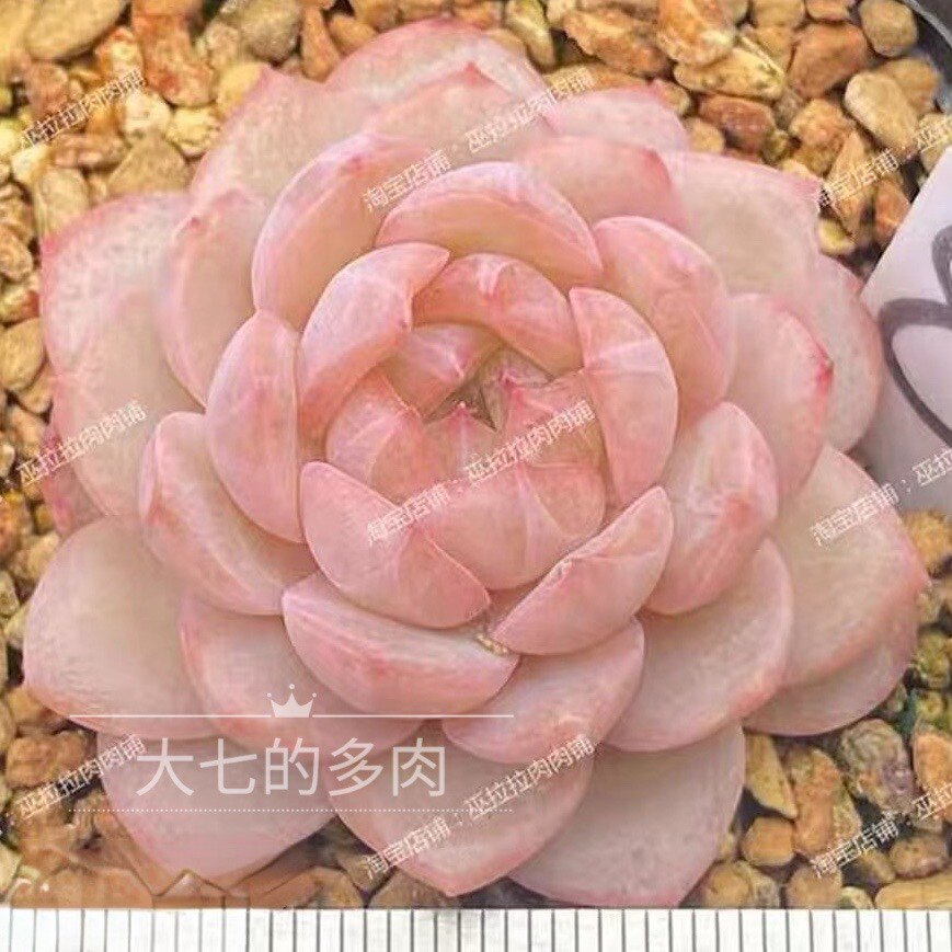 甘露 巫拉拉糖心  一物一拍 多肉植物 大七的多肉
