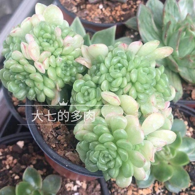 hp珍珠麦秆大七的多肉一物一拍