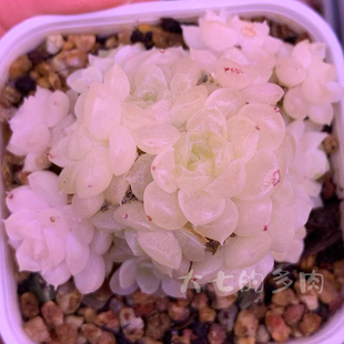 明月珠 花陌麦秆 一物一拍 大七的多肉 多肉植物