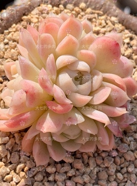 14版奶油玫瑰 奶橙色状态群生 多肉植物 一物一拍 大七的多肉