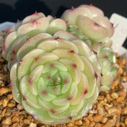 Q农场T34 秃子麦杆优选 多肉植物 一物一拍 大七的多肉