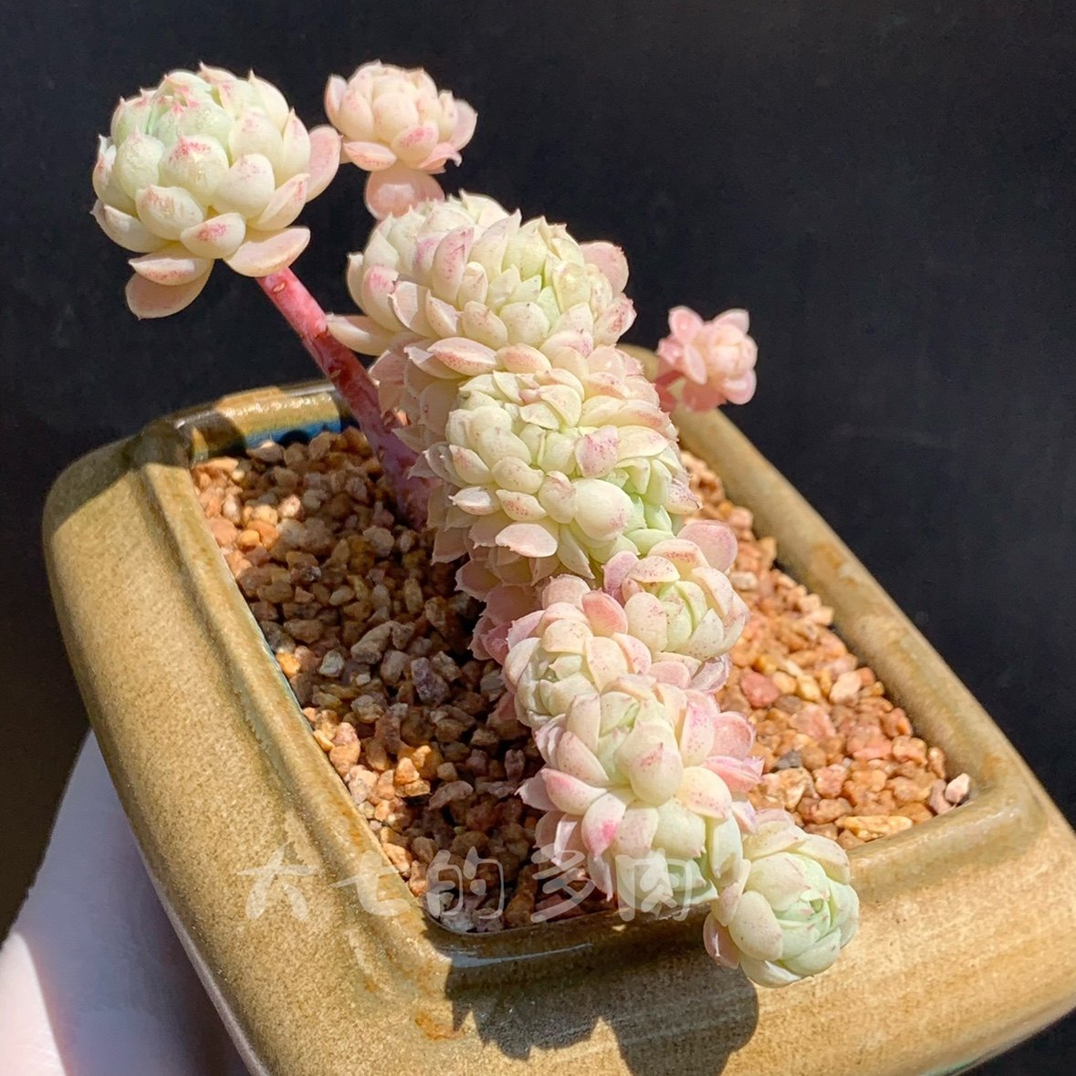 羊脂球 羊脂球缀化 粉白色 一物一拍 大七的多肉,鲜花速递/花卉仿真/绿植园艺,多肉植物,淘宝优惠券,粉丝福利购,淘宝优惠卷