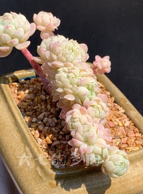 羊脂球 羊脂球缀化 粉白色 一物一拍 大七的多肉